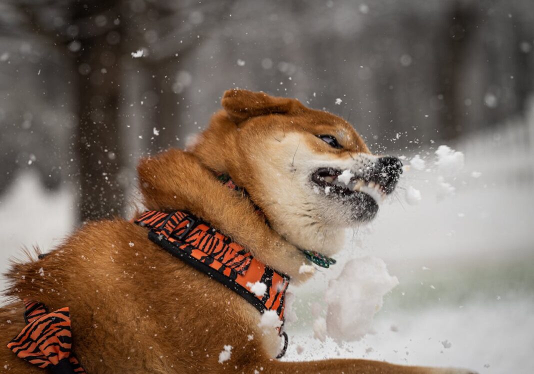 dog bite